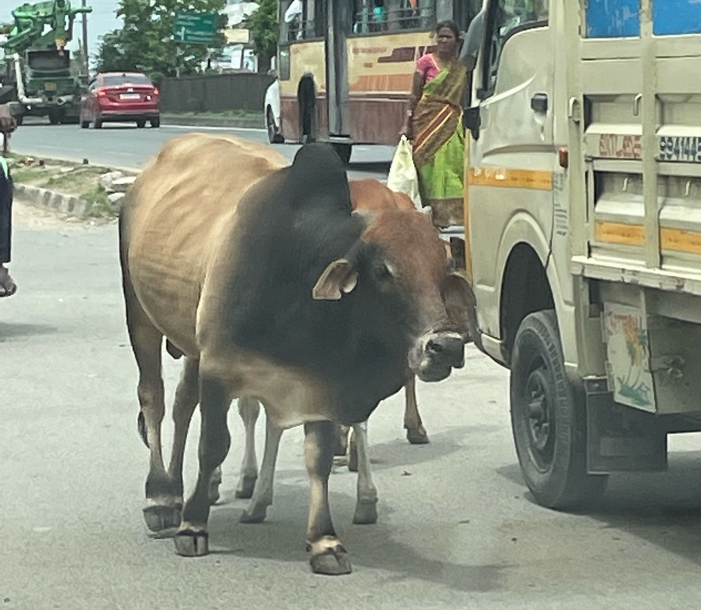 Maadu in the road